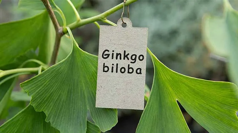Ginko-biloba-dr-jose-nasser-aquera