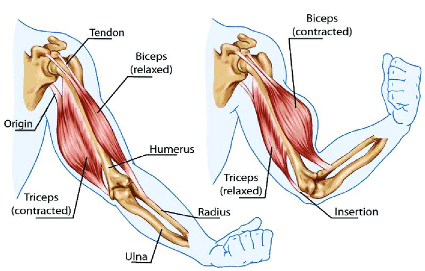 contracao-muscular-dr-jose-nasser-aquera