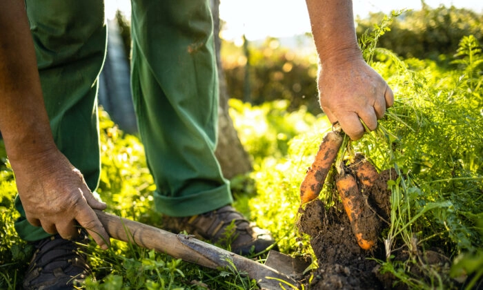 regenerative-farming-dr-jose-nasser-substack