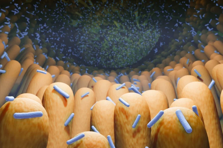 musculos-microbioma-dr-jose-nasser-aquera