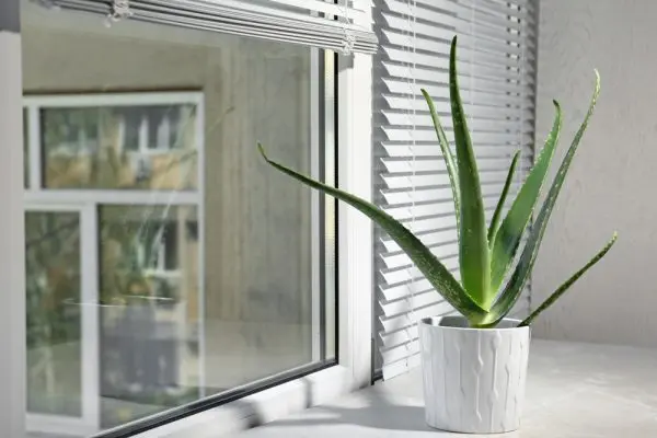 Aloe-vera-plant-at-home-drjose-nasser-aquera-600x400