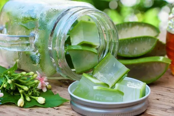 aloe_Soothes_Digestive_Issues-dr-jose-nasser-aquera 600x400